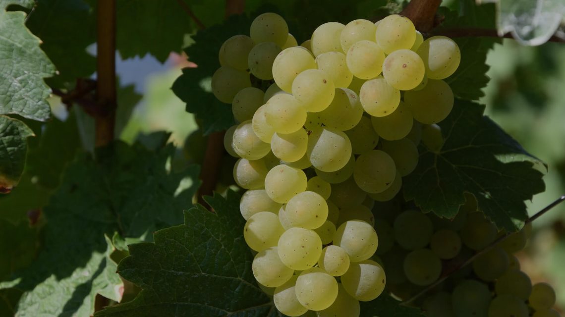 Chardonnay kobarad Champagne'is