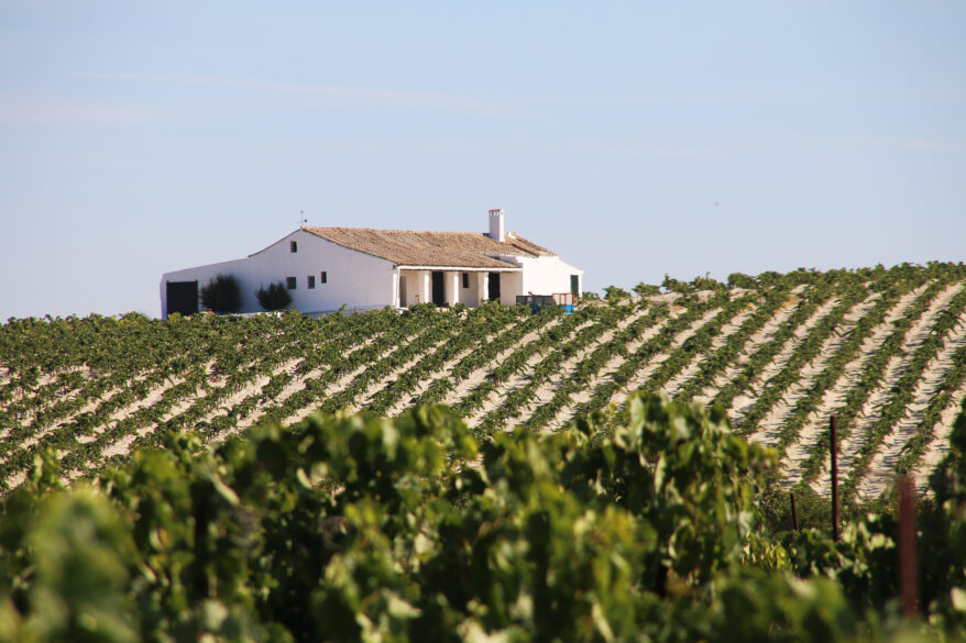 Luis Pérezi viinamarjaistandus Jerezis
