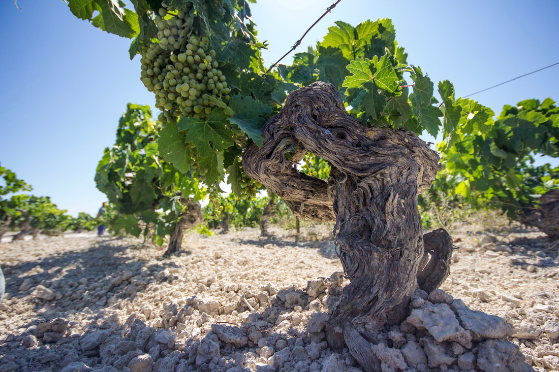 Vana Palomino viinapuu valgel albariza mullal, Jerez